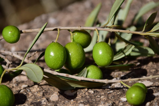 Aceite de Oliva: 5 Razones para usarlo en tu piel