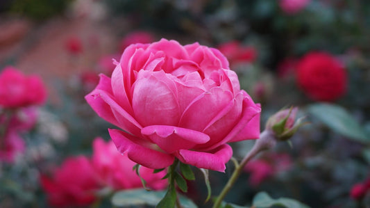 Cosmética ecológica con aceite: ROSA DAMASCENA