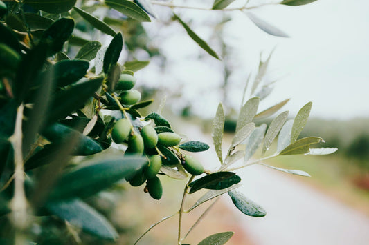 El aceite de oliva cosmético como base de la cosmética.