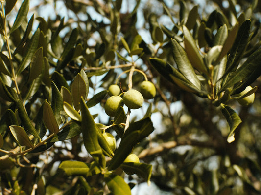 Cremas faciales naturales ¿Aceite de Oliva Virgen extra Ecológico?